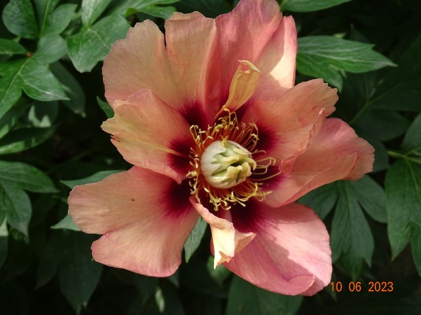 Old Rose Dandy - Irisi si bujori 2023 2