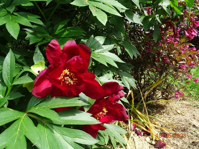 Scarlet Heaven - Irisi si bujori 2023 2