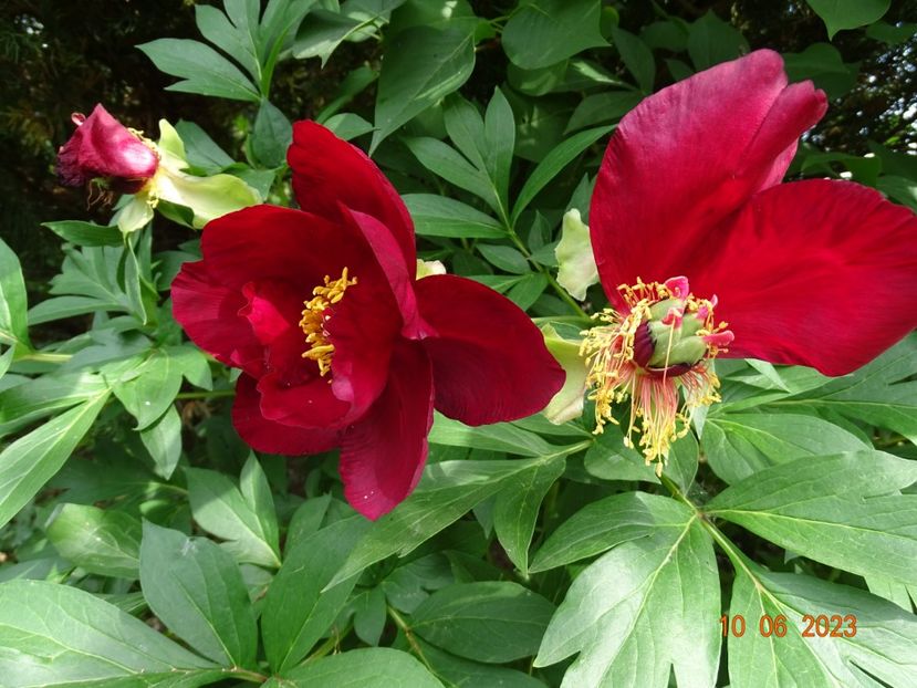 Scarlet Heaven - Irisi si bujori 2023 2