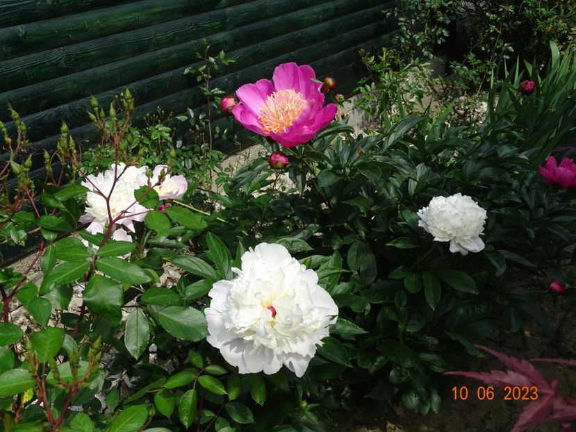 Mr. Ed - Irisi si bujori 2023 2