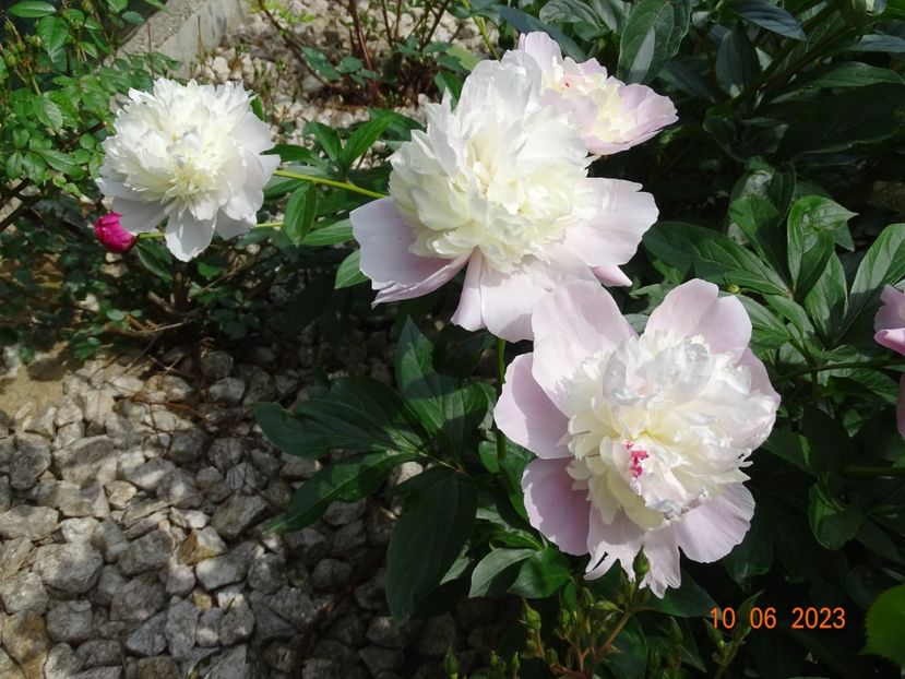 Mr. Ed - Irisi si bujori 2023 2