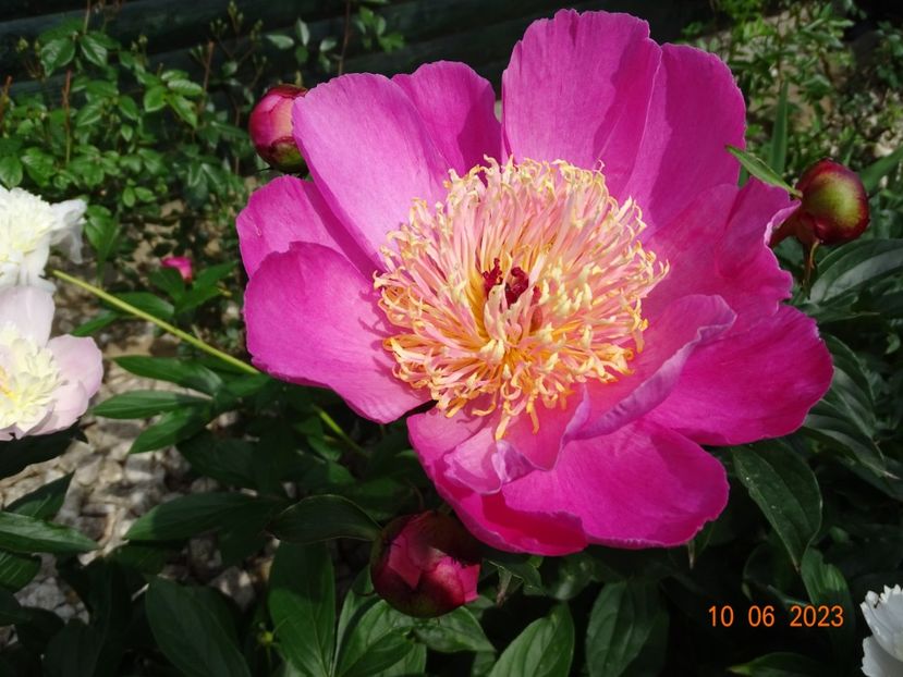 Torpilleur - Irisi si bujori 2023 2