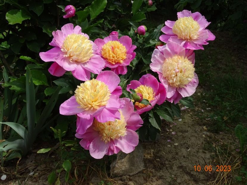 Mr G F Hemerik - Irisi si bujori 2023 2