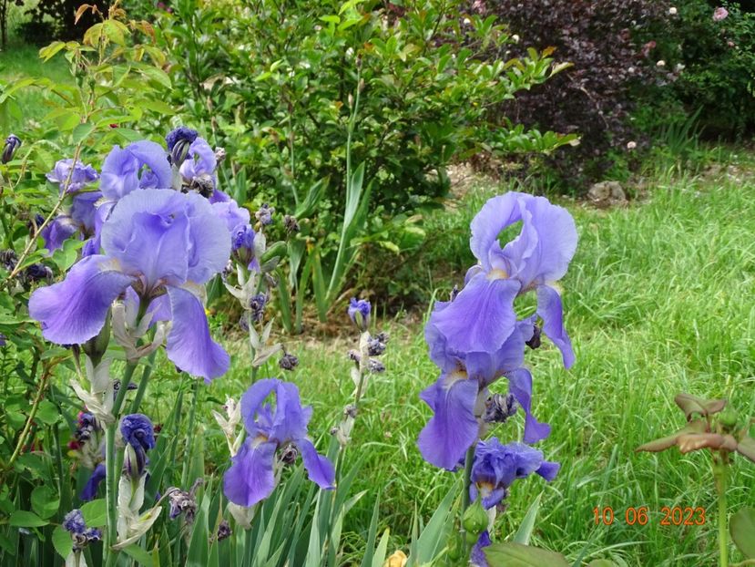 iris pallida - Irisi si bujori 2023 2