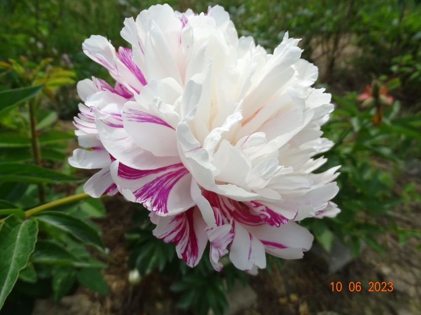 Candy Stripe - Irisi si bujori 2023 2