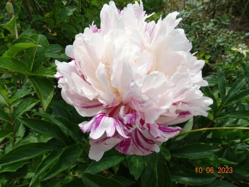 Candy Stripe - Irisi si bujori 2023 2