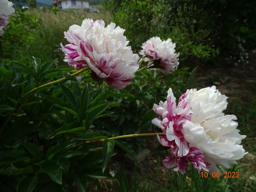 Candy Stripe - Irisi si bujori 2023 2