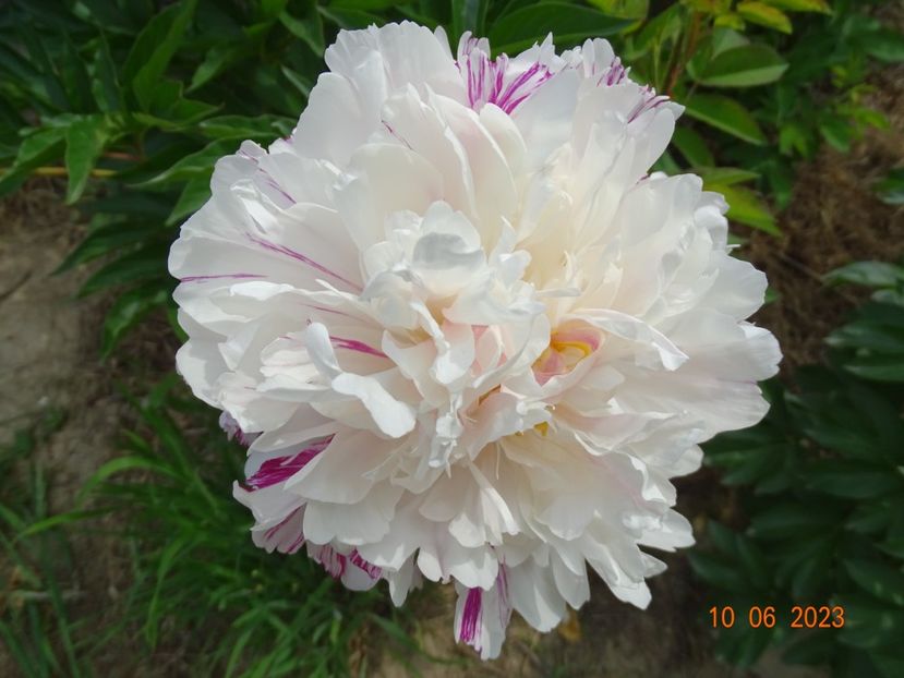 Candy Stripe - Irisi si bujori 2023 2