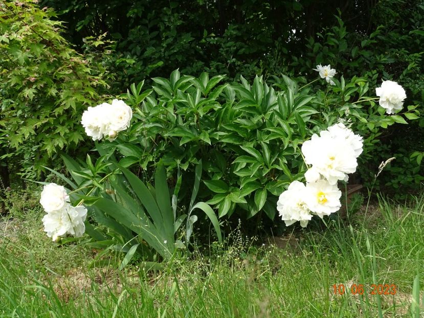 White Towers - Irisi si bujori 2023 2