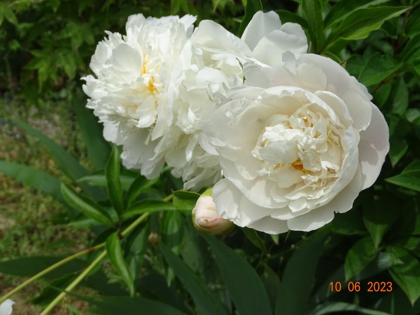 White Towers - Irisi si bujori 2023 2