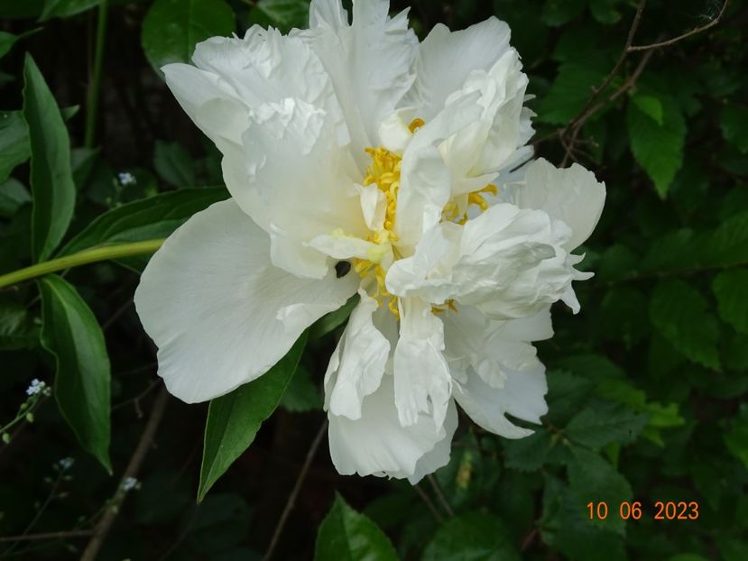 White Towers - Irisi si bujori 2023 2