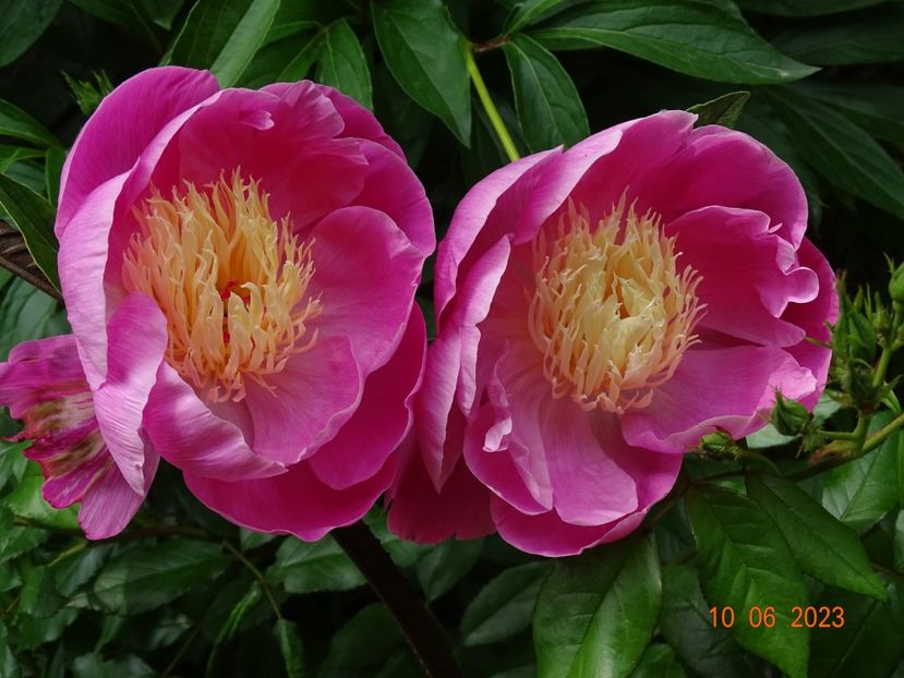 Bowl of Beauty - Irisi si bujori 2023 2