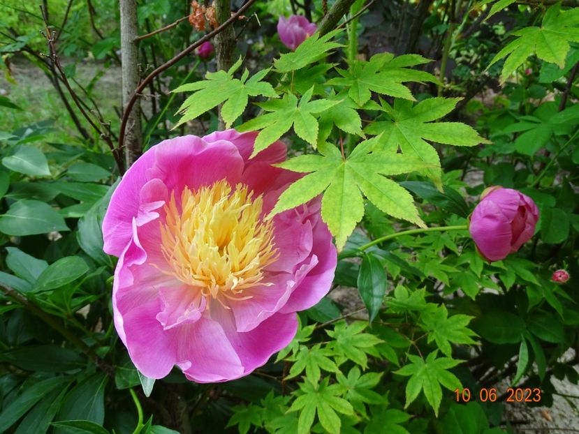 Bowl of Beauty - Irisi si bujori 2023 2