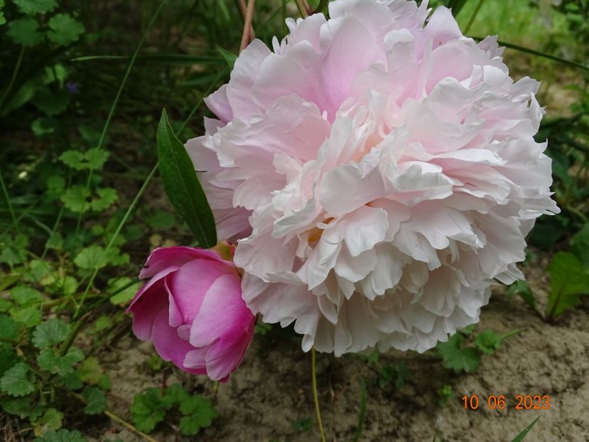 Alexandra Duff - Irisi si bujori 2023 2