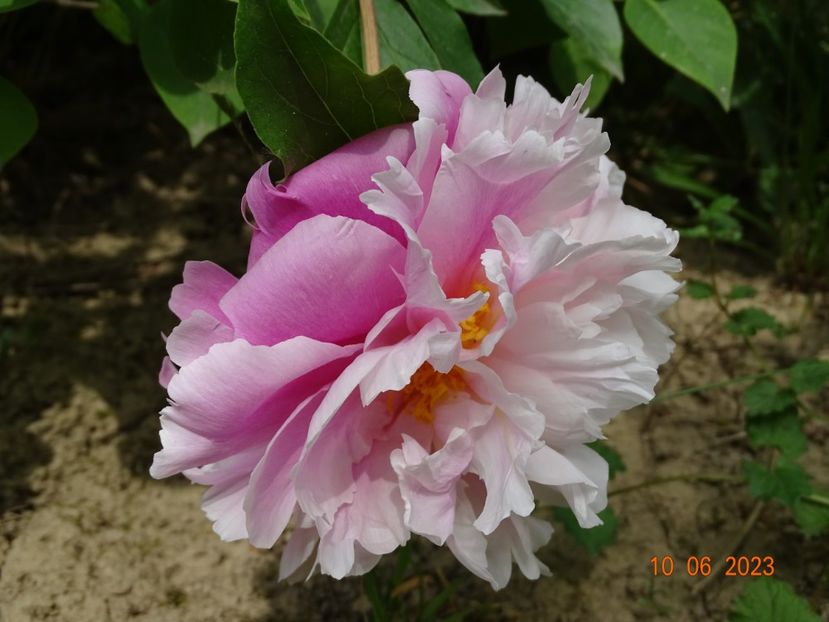 Alexandra Duff - Irisi si bujori 2023 2