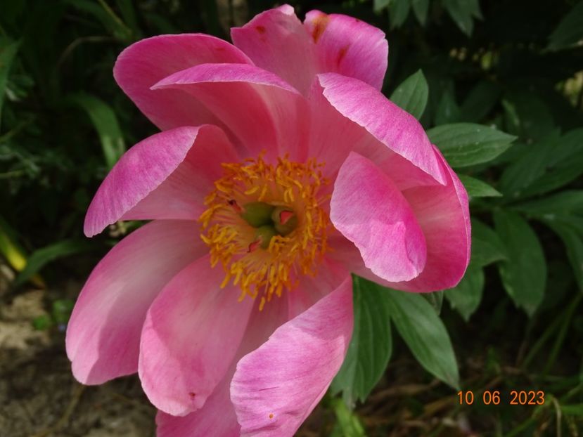 Scarlet oHara - Irisi si bujori 2023 2