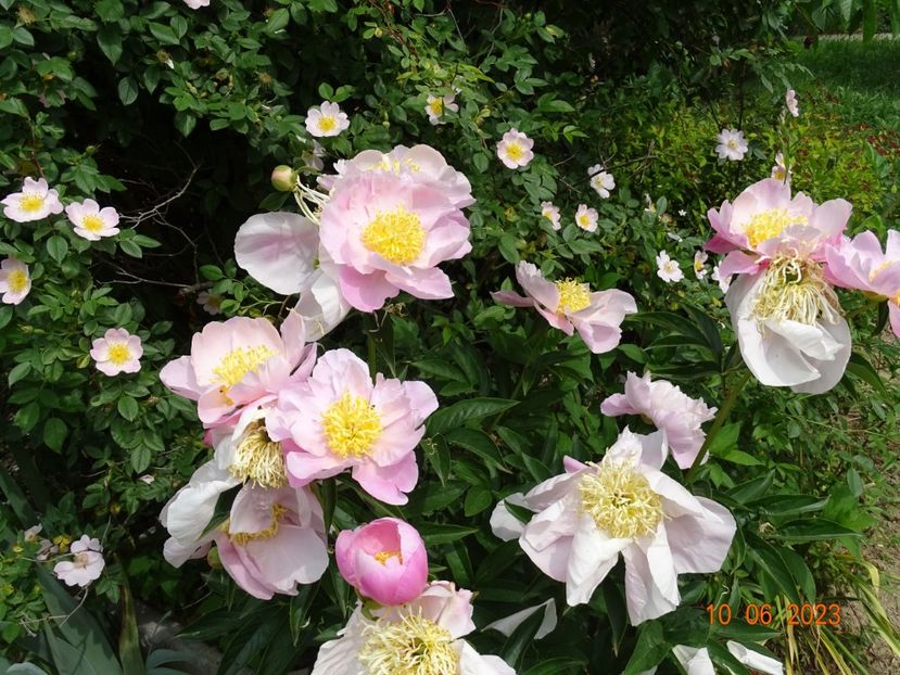 Garden Lace - Irisi si bujori 2023 2