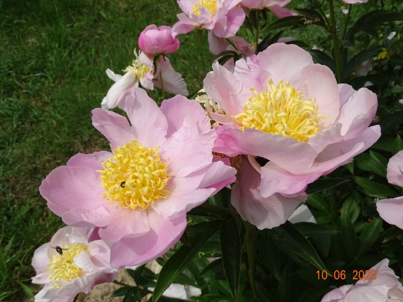 Garden Lace - Irisi si bujori 2023 2