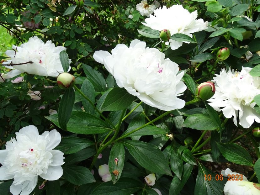 Festiva Maxima - Irisi si bujori 2023 2