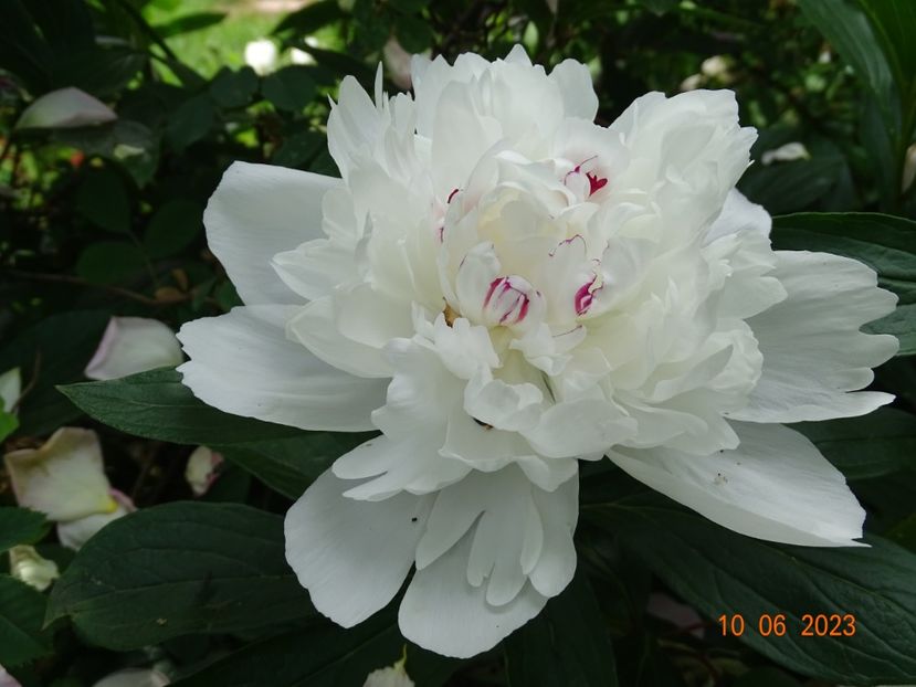 Festiva Maxima - Irisi si bujori 2023 2