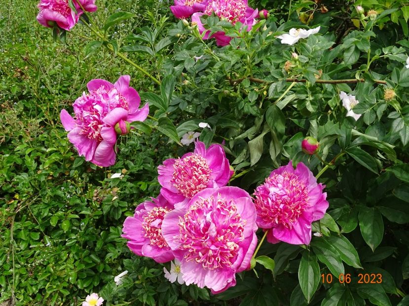 Doreen - Irisi si bujori 2023 2