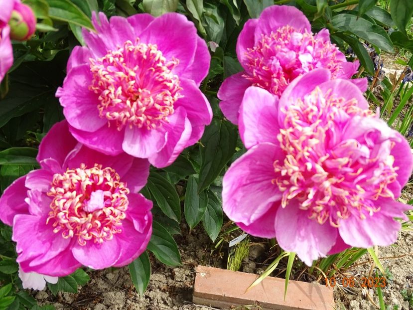 Doreen - Irisi si bujori 2023 2