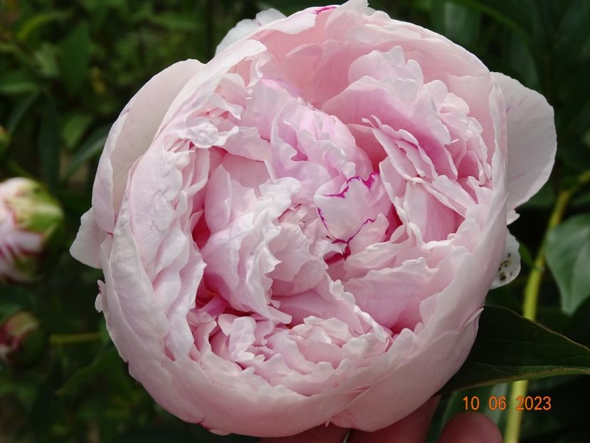 Taff - Irisi si bujori 2023 2