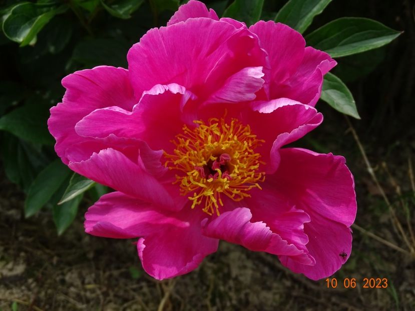 Tom Eckhardt - Irisi si bujori 2023 2