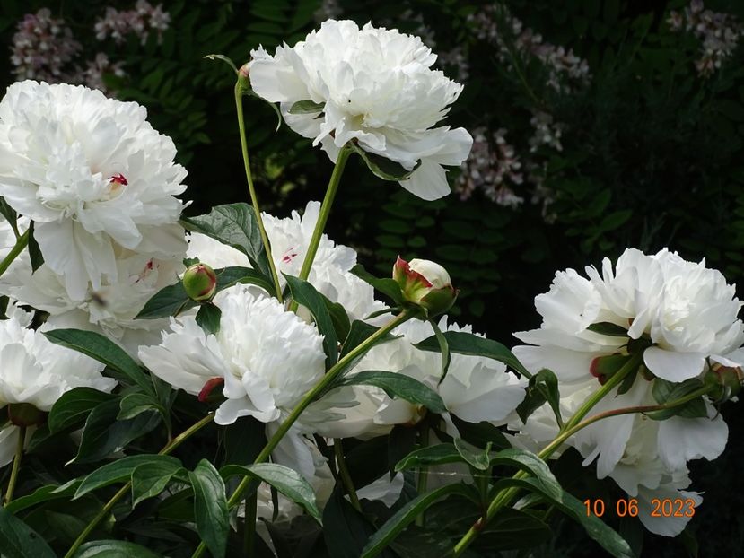 Festiva Maxima - Irisi si bujori 2023 2