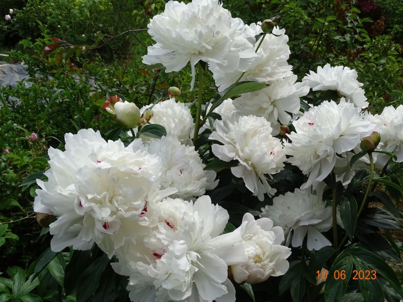 Festiva Maxima - Irisi si bujori 2023 2