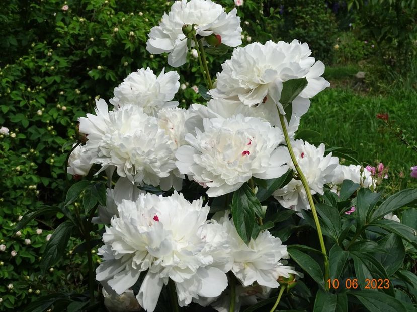 Festiva Maxima - Irisi si bujori 2023 2