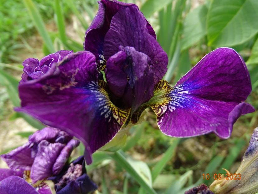 iris sibirica Bundle of Joy - Irisi si bujori 2023 2