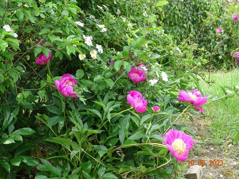 Largo - Irisi si bujori 2023 2