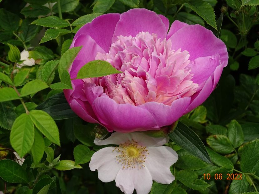 Mme Furtado - Irisi si bujori 2023 2