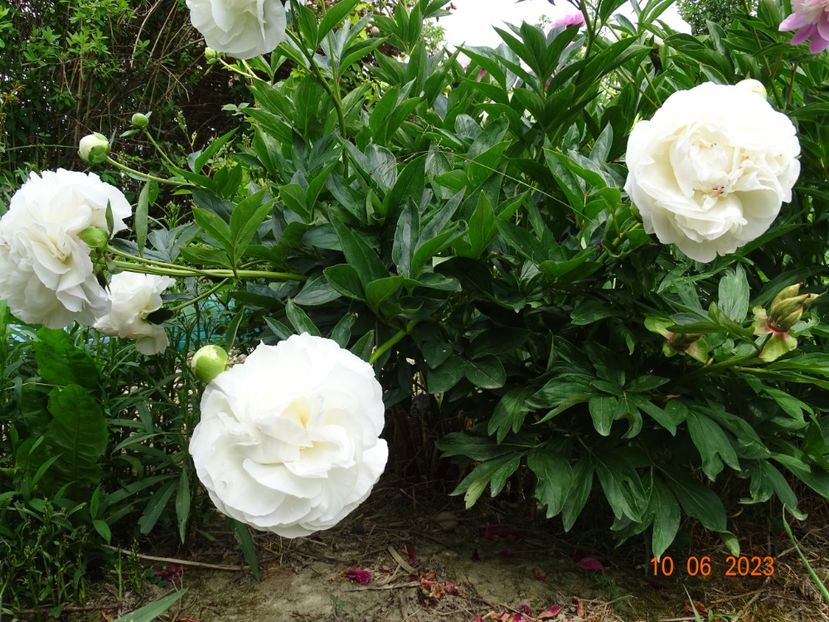 Mother's Choice - Irisi si bujori 2023 2