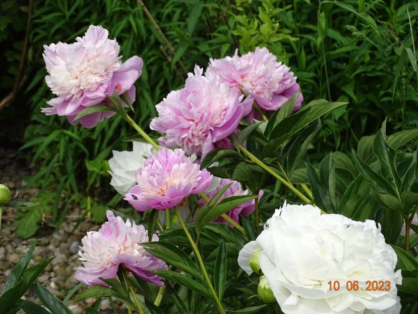 Sorbet si Mother's Choice - Irisi si bujori 2023 2