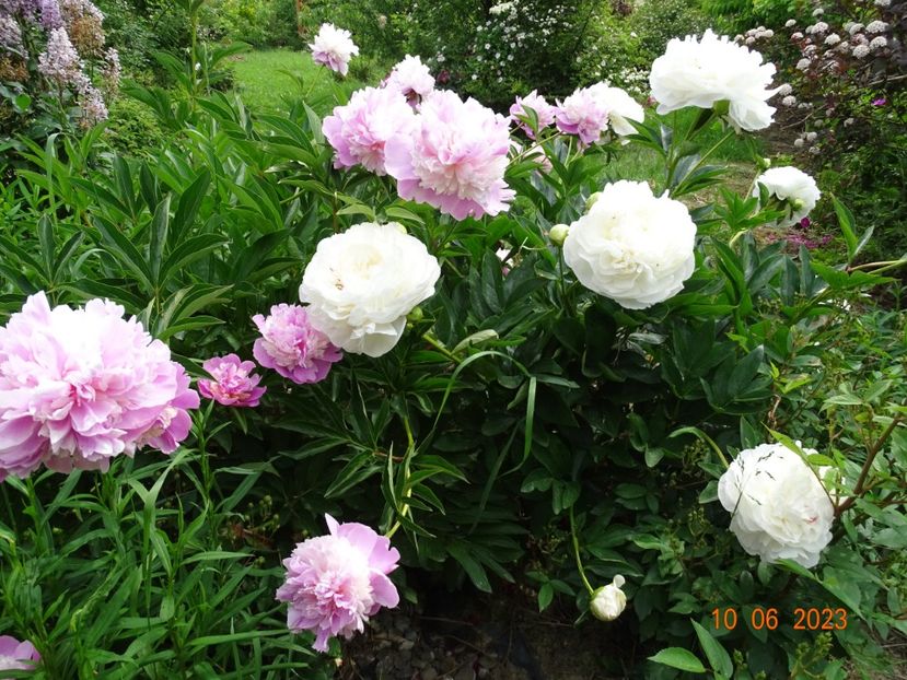 Sorbet si Mother's Choice - Irisi si bujori 2023 2