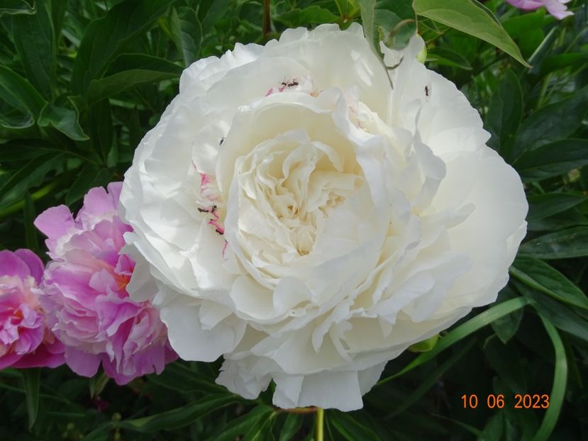 Mother's Choice - Irisi si bujori 2023 2