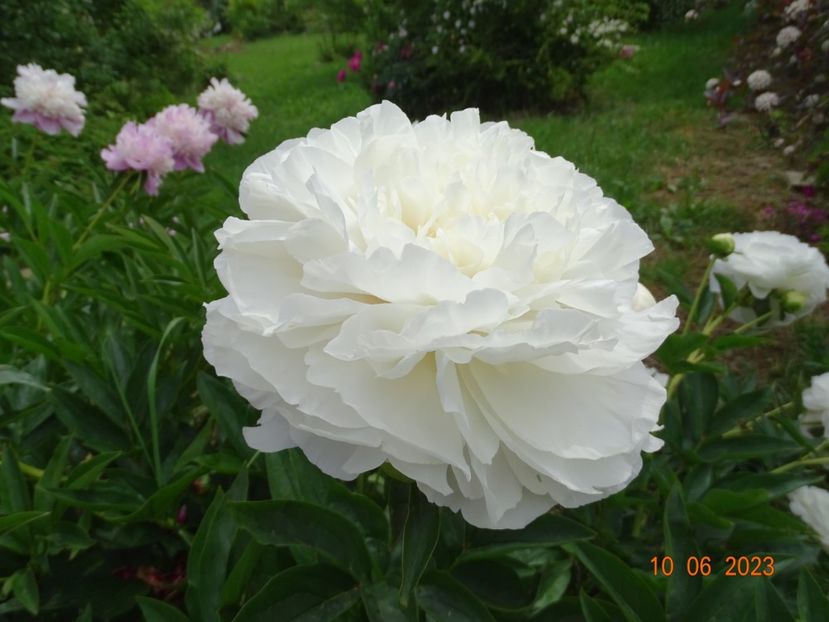 Mother's Choice - Irisi si bujori 2023 2