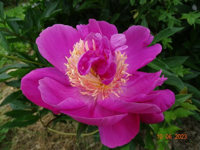 Largo - Irisi si bujori 2023 2