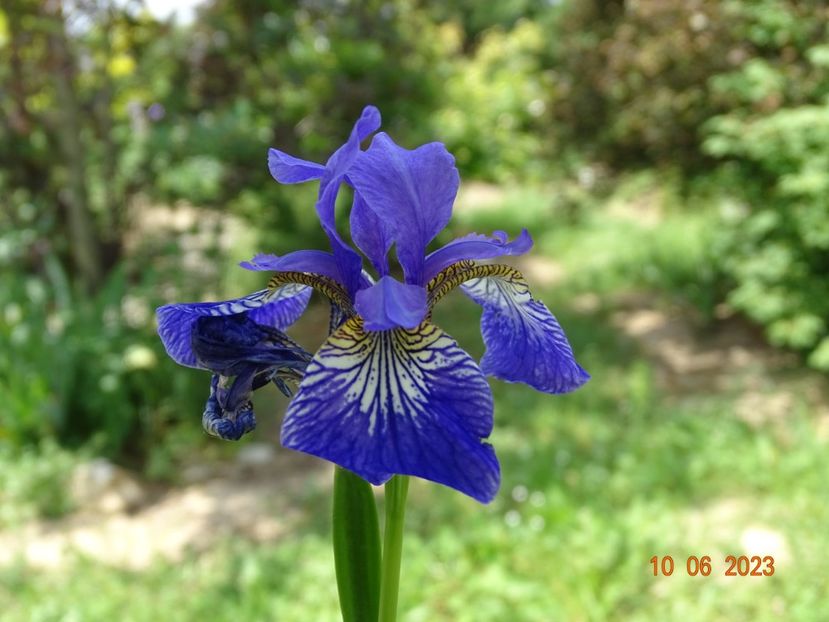iris sibirica Blue King - Irisi si bujori 2023 2