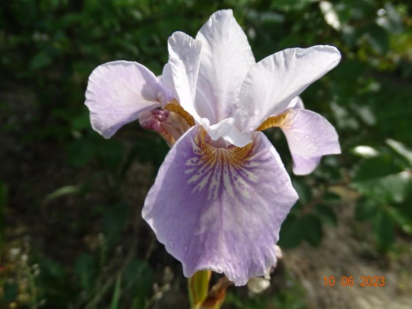 iris sibirica Dance Ballerina Dance - Irisi si bujori 2023 2