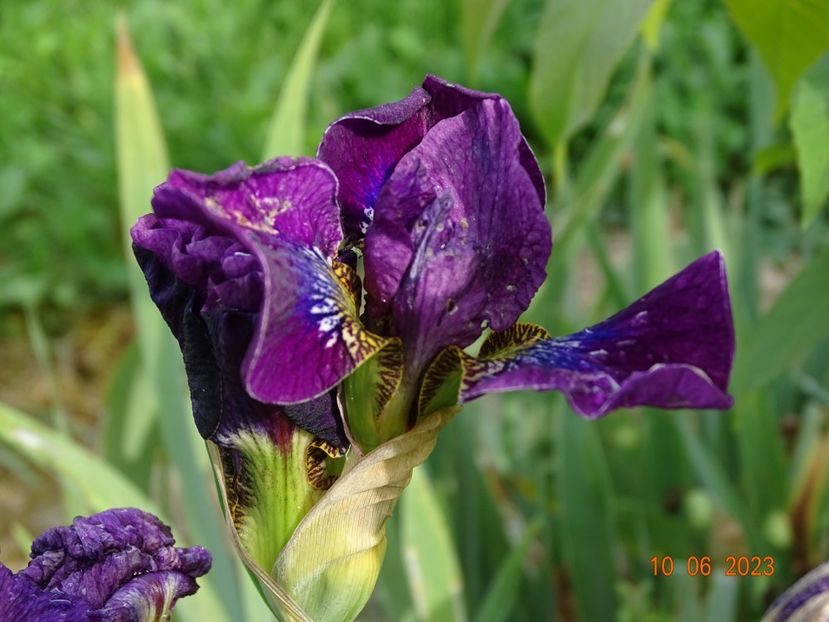 iris sibirica Bundle of Joy - Irisi si bujori 2023 2