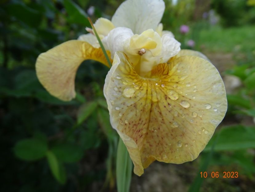 iris sibirica Buttescoch Fizz - Irisi si bujori 2023 2