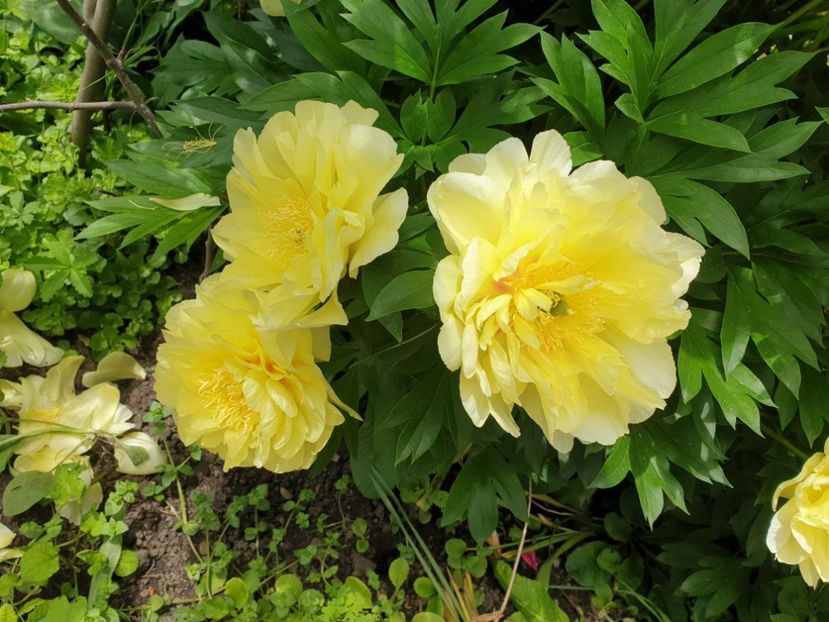 IMG-20230608-WA0003 - Bujori 2023