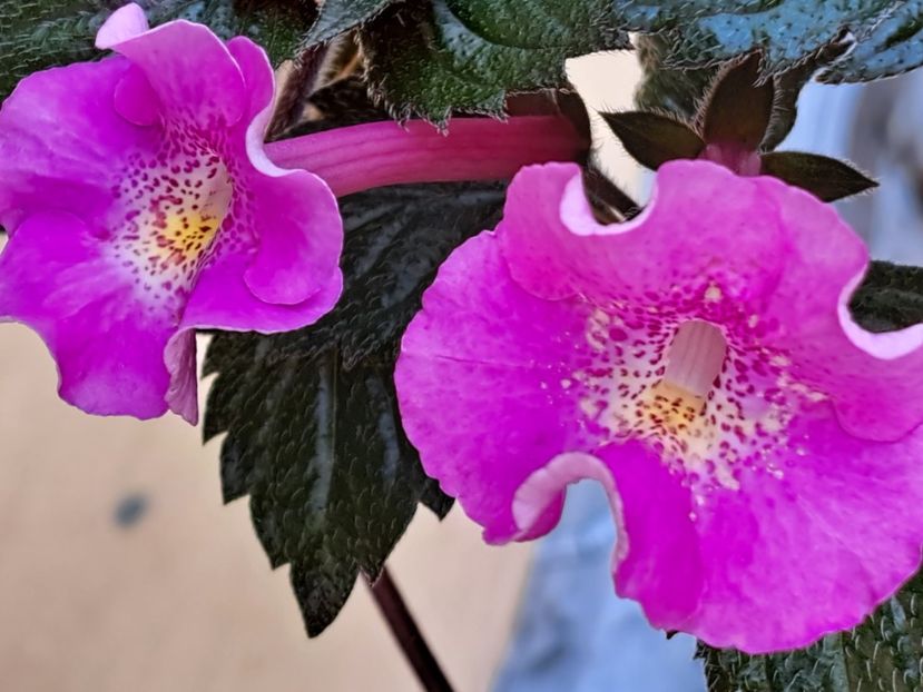 2023 - BriD s Rosaly