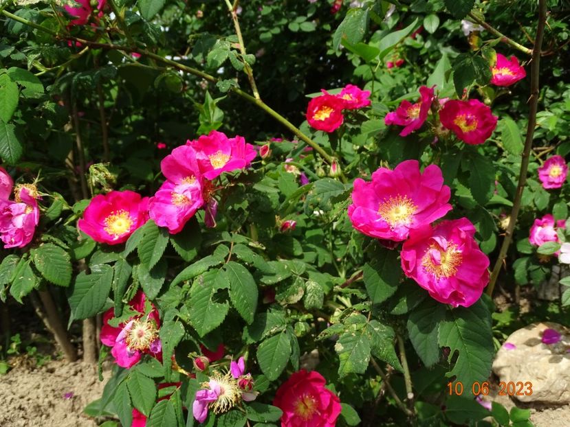  - Trandafiri 2023