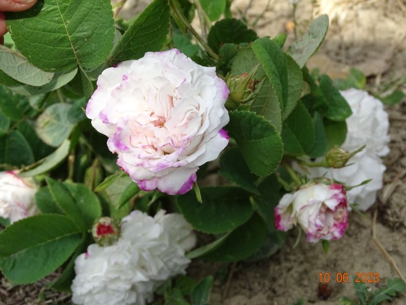  - Trandafiri 2023