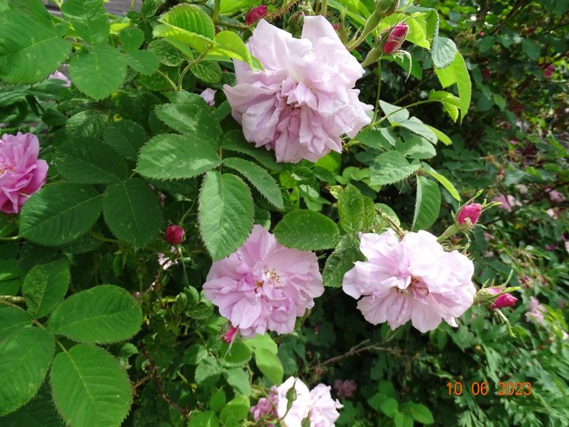 - Trandafiri 2023