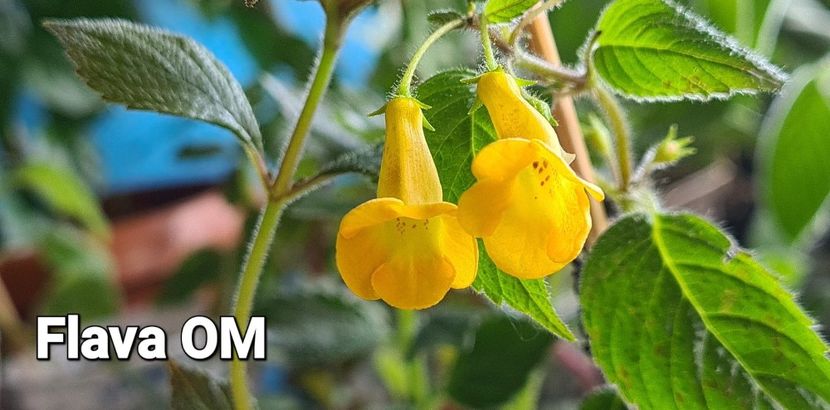 4d8e301e-7704-4df2-b013-4a36fd536570photo - Achimenes